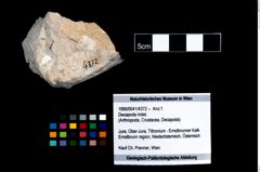 Foto (Objekt + Etikett) von Decapoda indet.  (NHMW-GEO-1990-0041-4372)
